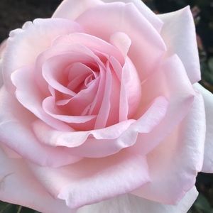 Meet your Posher, Chelsea